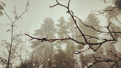 Branches of a tree, with snow, foggy day