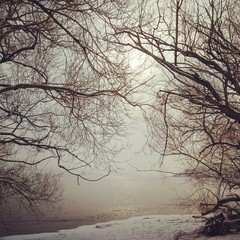 Bare trees in winter, foggy sunshine over a calm lake