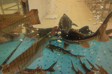 Live fish in the hypermarket aquarium