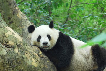 Obraz na płótnie Canvas young panda climbing up and playing on the tree