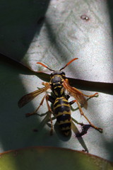 wasp