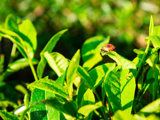 Close up ladybug on the leaf tea.
