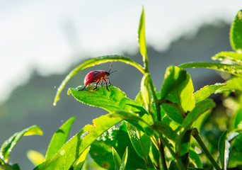 Close up ladybug on the leaf tea.