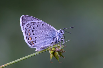 butterfly on leaf
