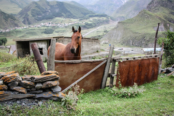 Fototapeta na wymiar Horse brown in the pen. Against the backdrop of mountains and buildings. Farm, village, household. Georgia, Kazbegi, Stepantsminda.