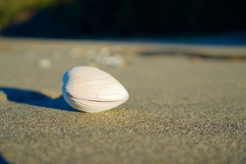 Seashell on the Beach