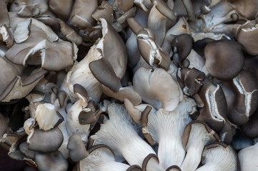 Fresh Mushrooms at Market