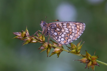 butterfly on flower