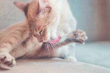 Cat Cleaning Itself with Tongue out.  kitten cat is licking paw for bathing cleaning