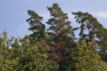 hobby