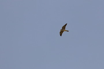 hobby