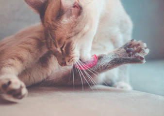 Cat Cleaning Itself with Tongue out.  kitten cat is licking paw for bathing cleaning