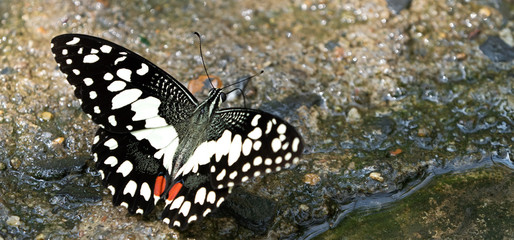 Close up Beautiful Butterfly are Sucking Water from The Ground, Selective Focus