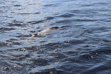 Obraz premium pink boto