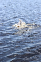 Fototapeta premium pink boto