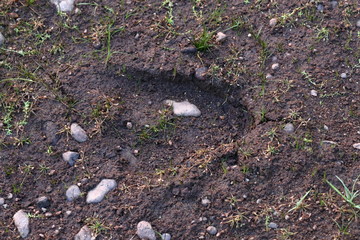 moose track