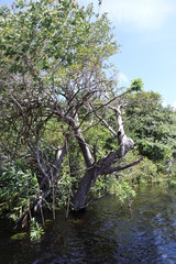 tree in the water