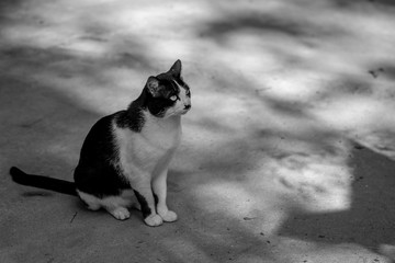 The small black and white cat is sitting on ground and looking around carefully with shade and shadow of the sun , black and white style. 