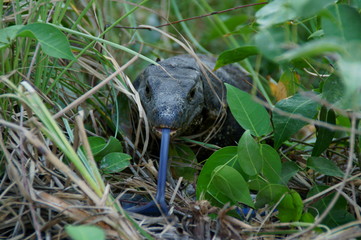Lizard
