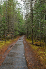Fototapeta na wymiar Beautiful autumn forest mountain path in autumn.