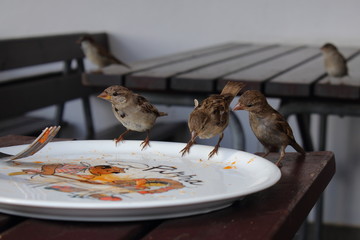 sparrow