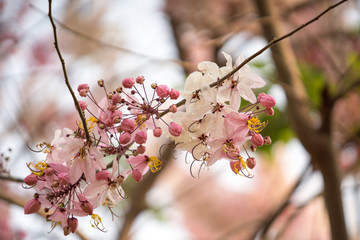 Cassia Bakeriana or Kalapapruek flowers are in Asia.