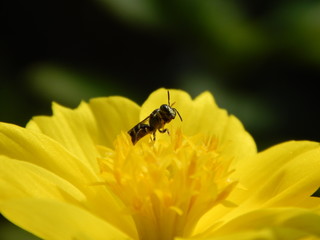 Small Honey Bee on yellow flower background Image 