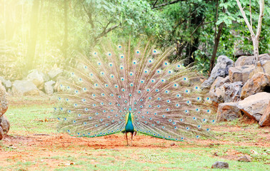 Obraz premium peacocks have beautiful tail feathers