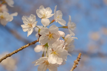 桜の花