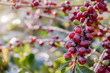 Closeup of red arabica coffee berries in coffee farm and plantations in Northern Thailand.