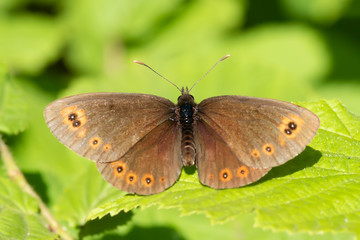 butterfly on leaf