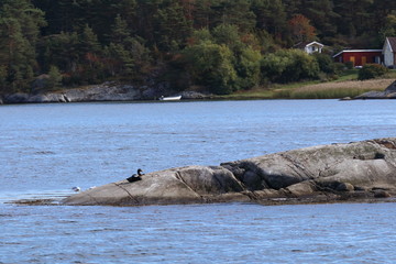 Fototapeta premium sweden