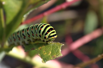 papilio machaon