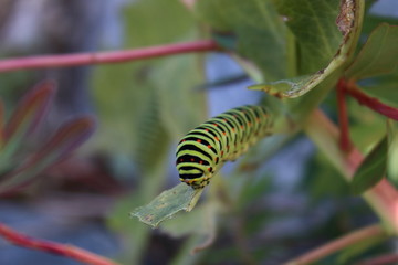 papilio machaon
