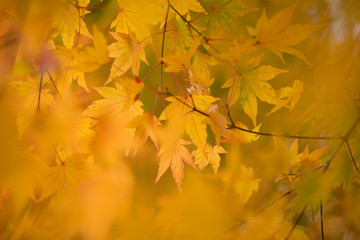 Fototapeta na wymiar maple leaves in autumn