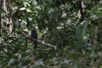 bird on a branch