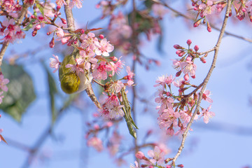 Red eyed white eyed birds that cling to the branches of the queen tiger to eat nectar from Gaysorn flowers