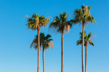 Fototapeta premium Summer background with palm trees on blue sky.