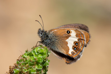 butterfly on flower
