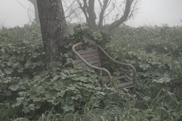 chair in forest