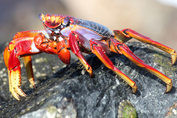 rote_Klippenkrabbe
