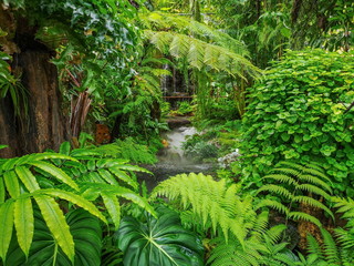 Tropical Forest Park.Beautiful tree garden.The forest is fertile.Tropical forest.