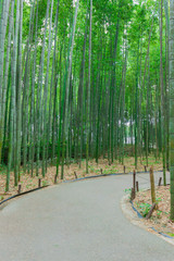 Arashiyama Bamboo Forest in Kyoto Japan. Beautiful bamboo background with natural scene