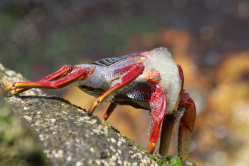 rote_Klippenkrabbe