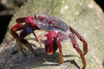 rote_Klippenkrabbe