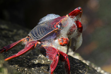 rote_Klippenkrabbe