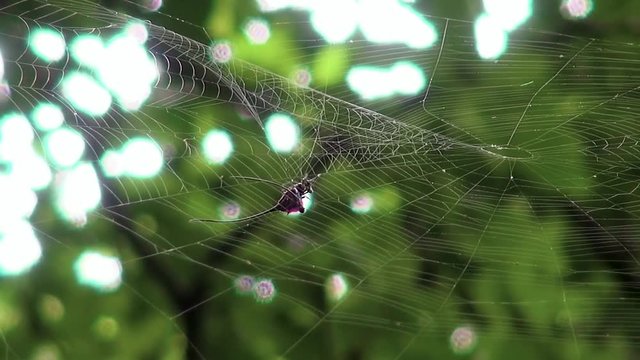 Buffalo Spider (Spiny-Backed Orb-Weaver)