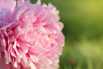  Peony flower. Double pink peony  close-up with green leaves in the morning sun on a blurred green background.