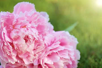  Peony flower. Double pink peony bouquet close-up with green leaves in the morning sun on a blurred green background.