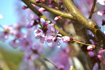 桃の花